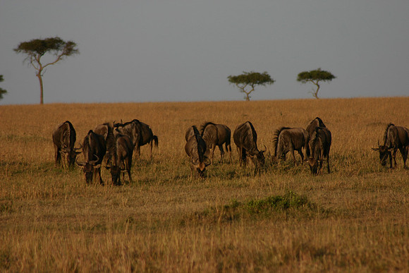 Wildebeast