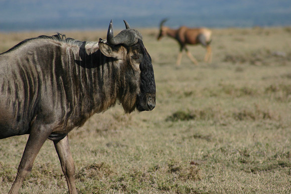 Wildebeast 8
