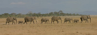 Elephants Enmarch