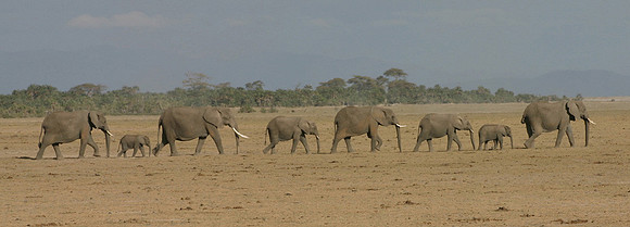 Elephants Enmarch