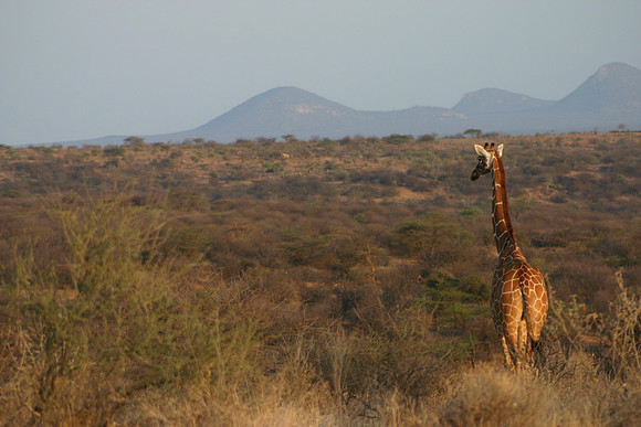 Reticulated Giraffe 2