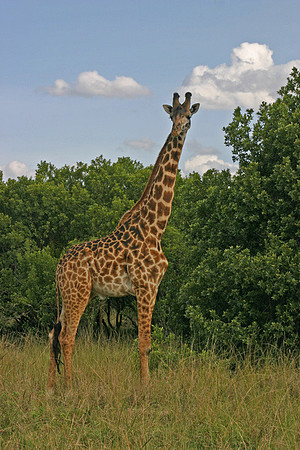 Masai Giraffe 1