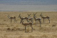 Grants Gazelles