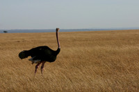 Common Ostrich 1