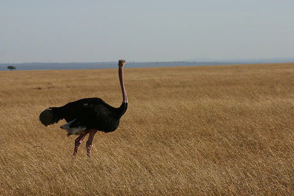 Common Ostrich 1