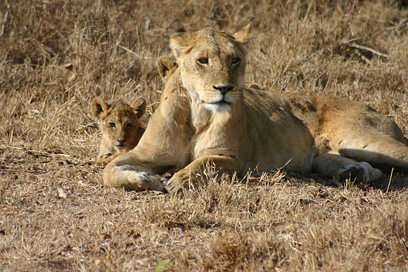 Lioness and Cubs 2