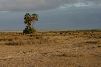Amboseli at Dawn 2