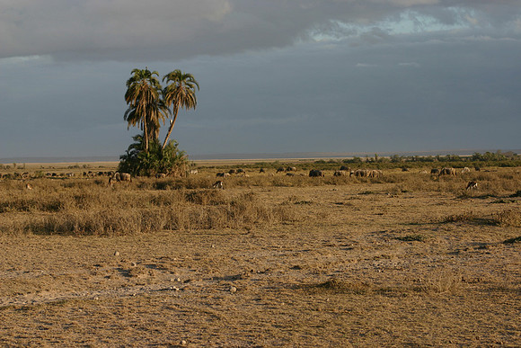 Amboseli at Dawn 2