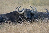 Cape Buffalo 3