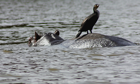 Hippos 9