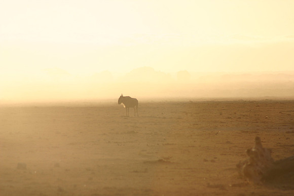 Wildebeast at Dawn 2