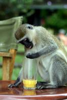 Black-faced Vervet Monkey 8