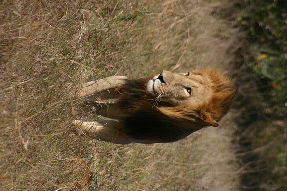 Male Lion 4
