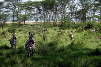 Common Zebra 3