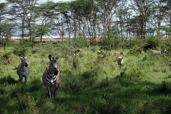 Common Zebra 3