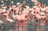 Flamingos 8