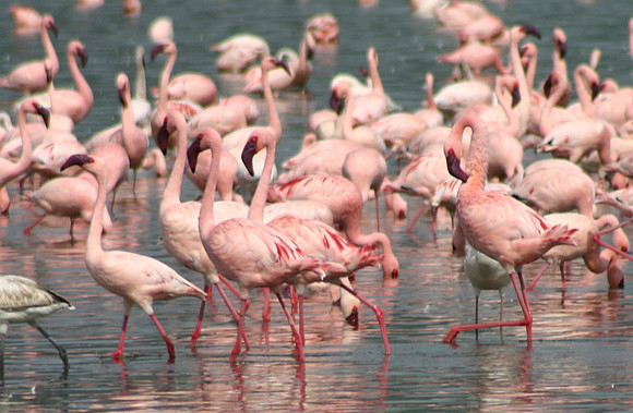 Flamingos 8