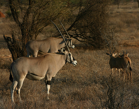 Beisa Oryx at Sunrise