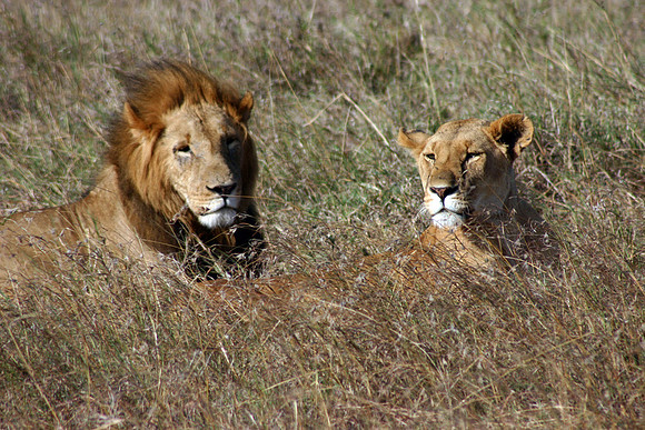 Lion Couple