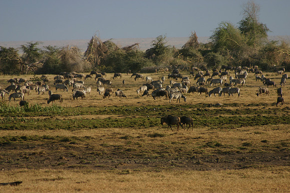 Ambboseli at Dawn 3