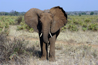 Elephant 7
