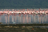 Flamingos 2