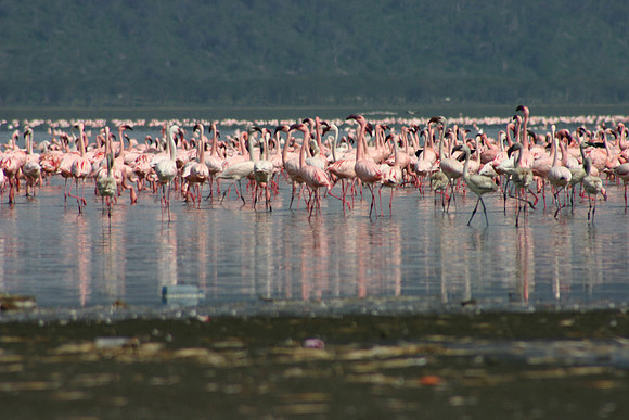 Flamingos 2