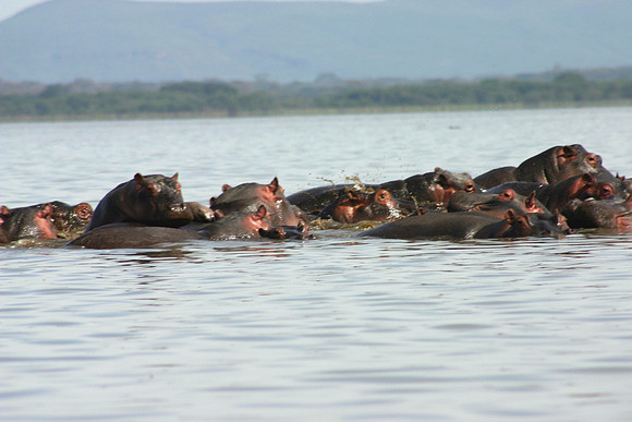 Hippos 16