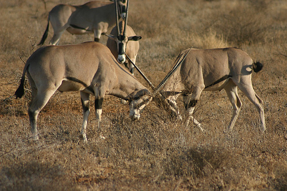 Beisa Oryx Fighting