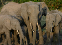 Family Portrait