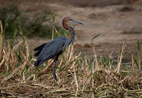 Goliath Heron