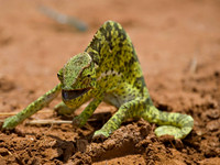 Cape Bright Chameleon