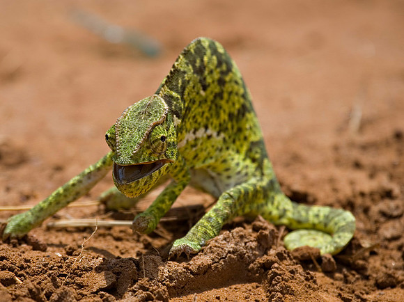 Cape Bright Chameleon