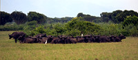 Cape Buffalo Social Circle