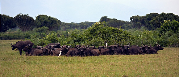 Cape Buffalo Social Circle