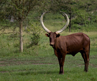 Ankole Cattle