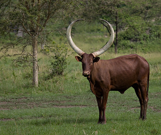 Ankole Cattle