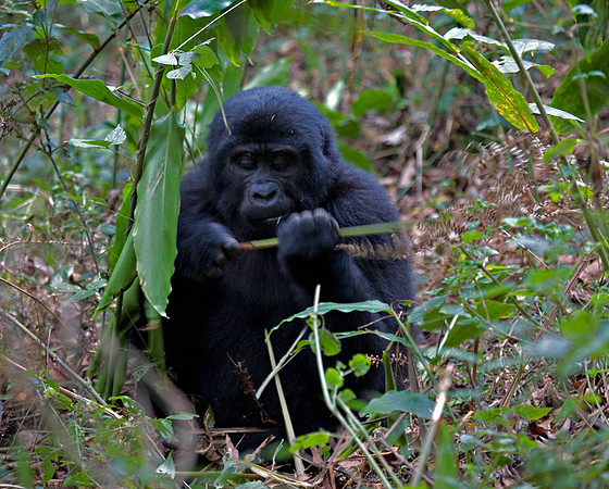 Gorilla #1