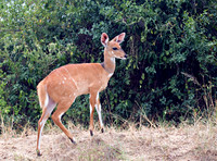Bushbuck