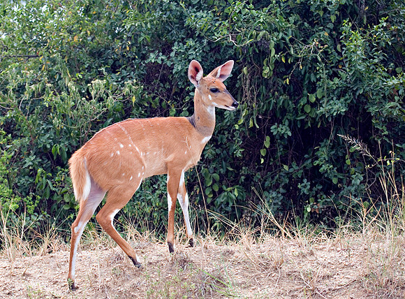 Bushbuck