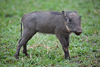 Baby Warthog