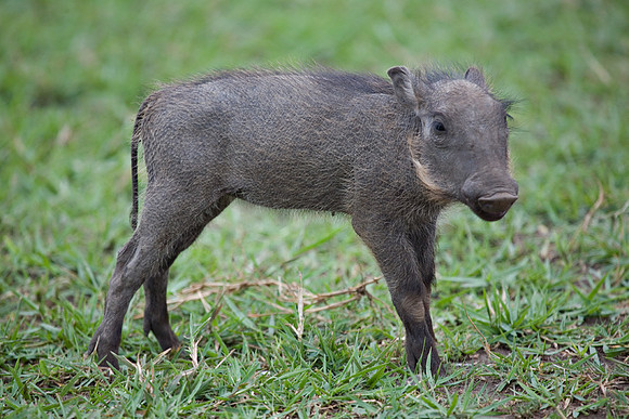 Baby Warthog