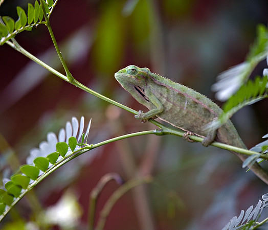 Dwarf Chameleon