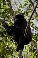 Gorilla #3