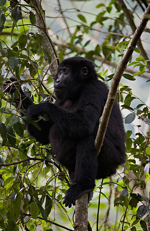 Gorilla #3