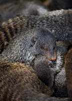 Banded Mongoose