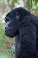 Gorilla #6