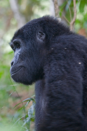 Gorilla #6
