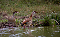 Egyptian Geese