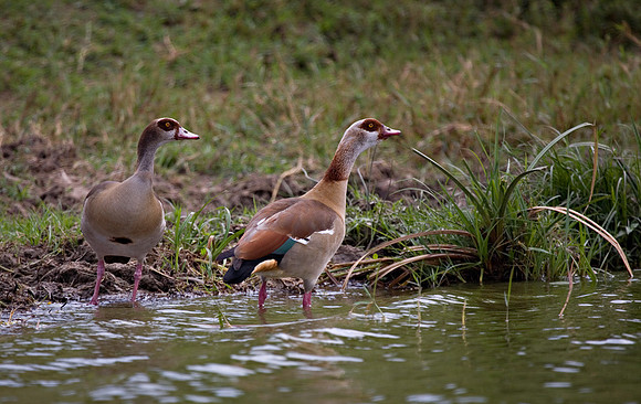 Egyptian Geese